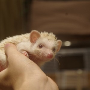 seitai0002